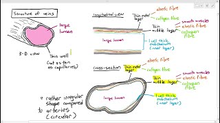 86 Venules amp Veins Cambridge AS amp A Level Biology 9700 [upl. by Ymrots]