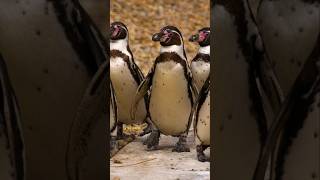 Tienes que visitar este lugar en Mehuin al Sur de Chile  Pinguinos Maiquillahue [upl. by Beaumont77]