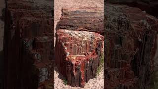 Crystallized Trees Petrified Forest National Park Arizona 🌲🏜️🇺🇸 petrifiedwood arizona [upl. by Shaver]