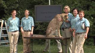 Cheetah Sets RecordCincinnati Zoo [upl. by Enilrem]