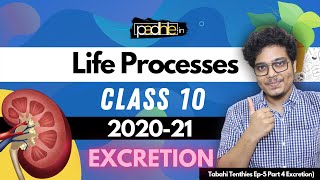 Excretion Class 10  Life Processes Class 10 Science Biology  Tabahi Tenthies S1 [upl. by Lebezej724]