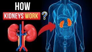 How Kidneys Work [upl. by Anegroeg]