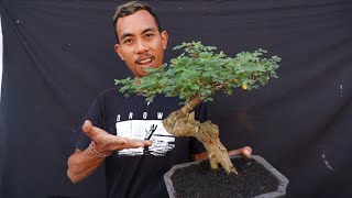 Repoting bonsai ileng ileng  mangsian [upl. by Spatola818]