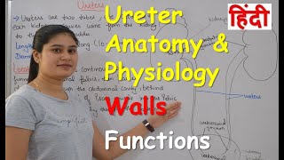 Ureters Anatomy amp Physiology in Hindi  Wall of Ureter  Functions of Ureter [upl. by Ribaj]