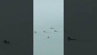 A herd of sea lions on Alaska Inside Passage 🦭 [upl. by Ttevi8]