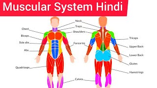 Muscular System Hindi  Introduction  Locomotion amp Movement  Muscular System Anatomy amp Physiology [upl. by Gwendolin]