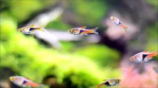 Trigonostigma heteromorpha Rasbora [upl. by Farant]