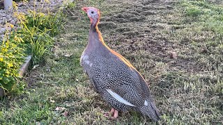 Quick Update on Charle the Guinea Fowl [upl. by Cchaddie]