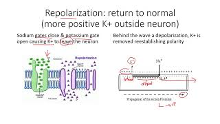 polarization depolarization repolarization of a neuron [upl. by Lagas966]