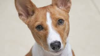 Basenji [upl. by Nod812]