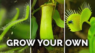 How Carnivorous Plants Work [upl. by Nilorac263]