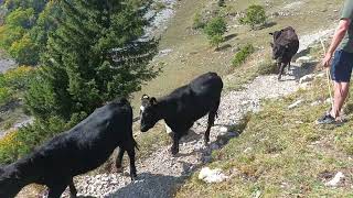 Strong Swiss Cows running on Mountains Moléson hike  October 2023 [upl. by Philis]