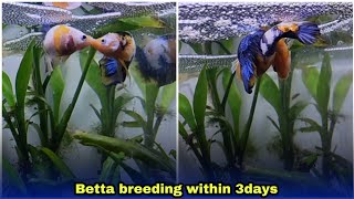 betta fish breeding easiest way explained  தமிழ் [upl. by Fredkin]