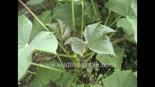 Jatropha farming in Dhanbad Jharkhand  Indias miracle new biofuel source or a flop show [upl. by Ric375]