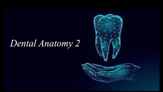 PDL  Part 2  Alveolar bone  Part 1 [upl. by Alle]