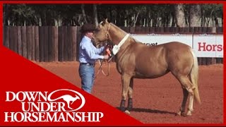 Clinton Anderson Training a Rescue Horse Part 9  Downunder Horsemanship [upl. by Shaeffer]