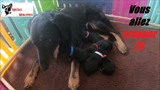 Naissance de 5 bébés Beauceron [upl. by Unders]