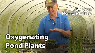 Oxygenating Pond Plants Guide  Pond Oxygenators Explained [upl. by Jacob]