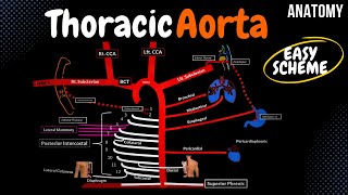 Arteries of the Thorax Thoracic Aorta EASY Scheme [upl. by Enelram97]