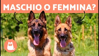 Differenze tra PASTORE TEDESCO Maschio e Femmina 🐕 Quale Scegliere [upl. by Singer376]