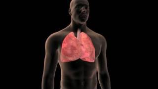 Lung Cancer Prevention [upl. by Alyosha]