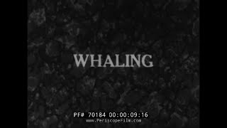 1920s SILENT WHALING FILM HARPOONING WHALES 70184 [upl. by Desdamona]