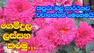 how to grow camphor flowers කපුරු මල් වැඩියෙන් වවාගන්නේ මෙහෙමයිජෝර්දානයේ ලස්සනට පිපින මල් [upl. by Ibson]