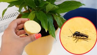 Hack to Get Rid of Fungus Gnats – Simple and Effective [upl. by Mill]