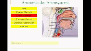 Atmungssystem [upl. by Eidoow]