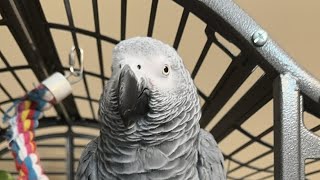 Gizmo the Grey Bird is live [upl. by Cini664]