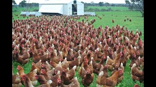 Amazing  Nearly 30 Thousand Chickens and Roosters All at Once out for feeding [upl. by Shellie]