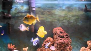 40 gallon saltwater aquarium feeding of tangs and trigger [upl. by Gratia943]