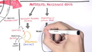 Microbiology  Bacteria Antibiotic Resistance [upl. by Mairim]