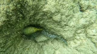 Hanauma Bay Dive Tours guided snorkel tour on July 24 2024 [upl. by Ddarb]