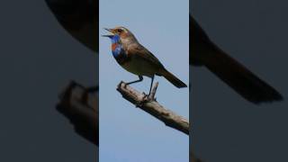 Bird Song  bluethroat Sounds  Luscinia svecica sounds [upl. by Eimiaj]