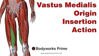 Vastus Medialis Anatomy Origin Insertion amp Action [upl. by Slack140]