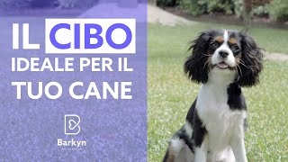 La dieta ideale per il tuo cane [upl. by Alenson]