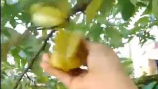 Harvesting And Picking ⭐ Star fruits Balimbing Fruits [upl. by Walrath]