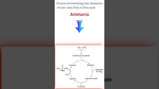 🌟Urea cycle Biochemistry 🌟 Urea cycle kya hai nursingstudent nursing shortsfeed biology [upl. by Orit228]