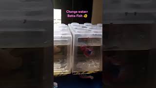 change water Betta bettafishlove bettaworldwide bettafish fyp foryou trendingshorts [upl. by Darcey]