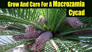 How To Grow And Care For A Macrozamia Cycad [upl. by Eahcim]