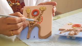 Adrenal gland development part1 [upl. by Weldon]