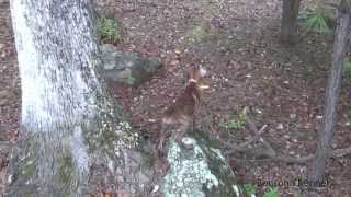 Bensons King quotPrime Timequot  Mountain Cur Pup Treeing Squirrel Bensons Kennel [upl. by Ettenav621]