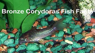 Bronze Corydoras Fish Facts [upl. by Aronle]