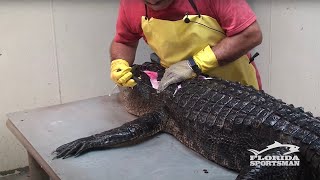 How to Clean Fillet Debone and Skin an Alligator IN ONE PIECE  Florida Sportsman [upl. by Keram]