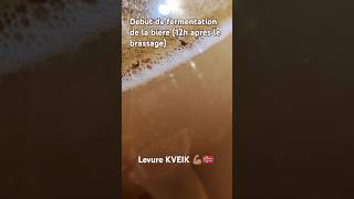 Début de fermentation dune bière avec une levure norvégienne KVEIK 12h après le brassage [upl. by Yemar]