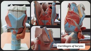 Cartilages of Larynx  Thyroid  Epiglottis  Cricoid  Arytenoid  Corniculate  Cuneiform [upl. by Frederico]