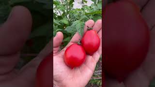 quotDebunking Myths Selective Breeding vs GMOs in Vegetable Creationquot [upl. by Annirtak377]