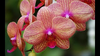 COMMENT RÉUSSIR À FAIRE REFLEURIR VOS ORCHIDÉES Émission Jardiner ça fait du bien  N°11 [upl. by Avis50]