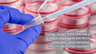 EGFRmutant lung cancer cells have a unique response to antiPDL1 antibodies [upl. by Nnylkcaj668]